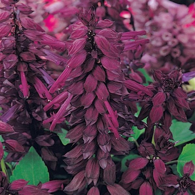 Сальвия Vista Purple